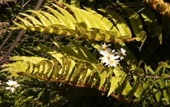 Osmitopsis osmitoides