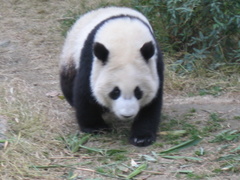 Ailuropoda melanoleuca