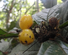 Cordia nodosa