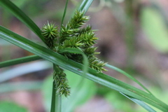 Cyperus cyperoides