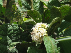 Cordia nodosa