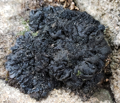 Collema subflaccidum