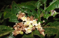 Cordia nodosa