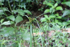Cyperus cyperoides
