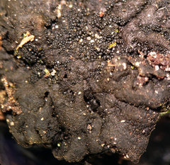 Collema subflaccidum