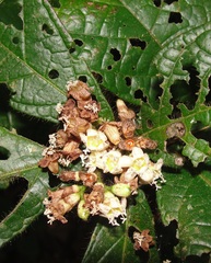 Cordia nodosa