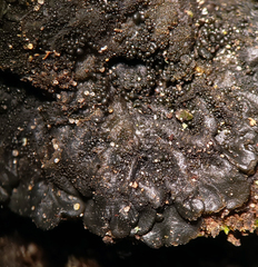 Collema subflaccidum