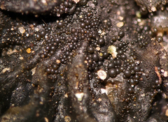 Collema subflaccidum