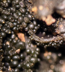 Collema subflaccidum