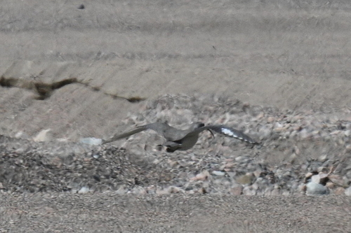 Ibisbill (Ibidorhyncha struthersii), photo 6