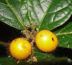 Cordia nodosa