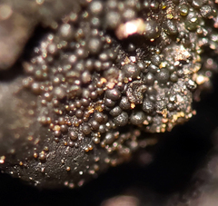 Collema subflaccidum