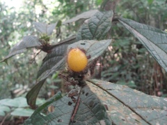 Cordia nodosa