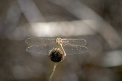 Sympetrum meridionale