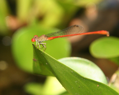 Ceriagrion praetermissum