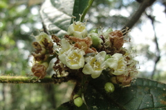 Cordia nodosa