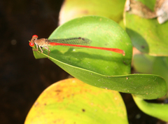 Ceriagrion praetermissum