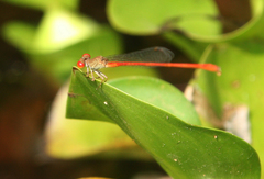 Ceriagrion praetermissum