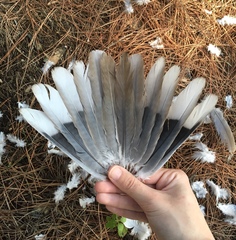 Streptopelia decaocto