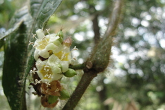 Cordia nodosa