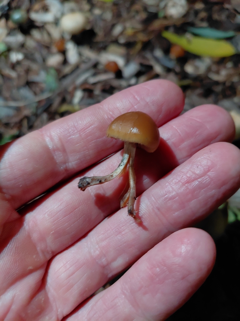 Psilocybe allenii · November 2025 · photo: © fletchermoore (iNaturalist, cc-by)