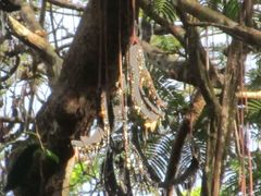 Cyatheales