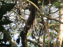 Cyatheales