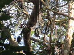 Cyatheales