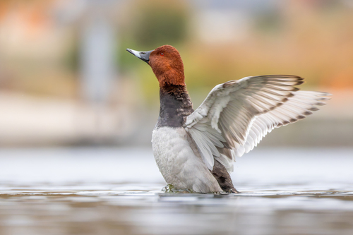 Porrón europeo (Aythya ferina)
