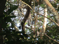 Cyatheales