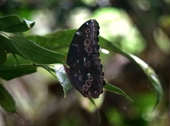 Morpho menelaus