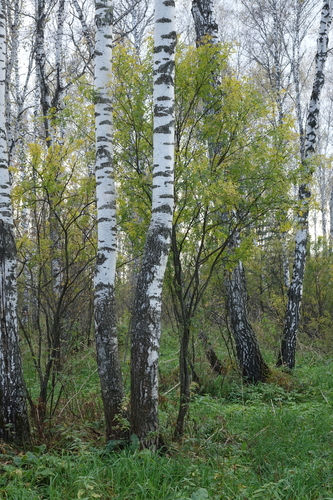 Caragana arborescens