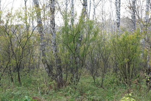 Caragana arborescens
