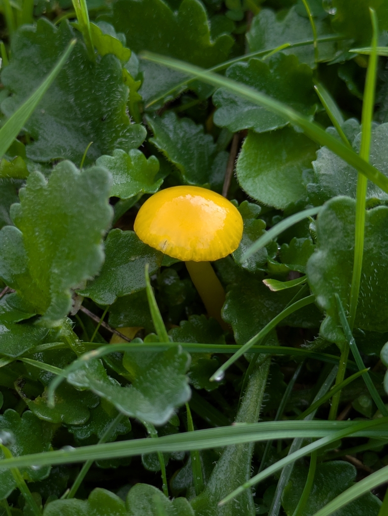 Hygrocybe ceracea · November 2025 · photo: © djgwild (iNaturalist, cc-by)