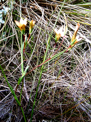 Romulea setifolia