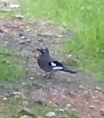 Garrulus glandarius graecus