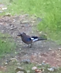 Garrulus glandarius graecus