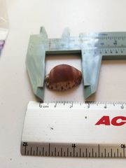 Pseudozonaria arabicula