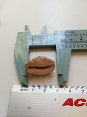 Pseudozonaria arabicula