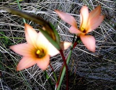 Romulea setifolia