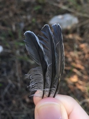 Parus major aphrodite