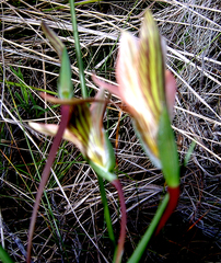 Romulea setifolia