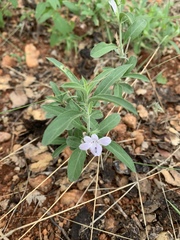 Barleria virgula