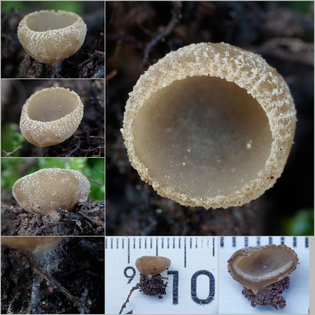 Tarzetta sepultarioides