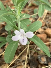 Barleria virgula
