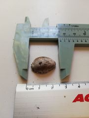 Pseudozonaria arabicula