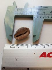 Pseudozonaria arabicula