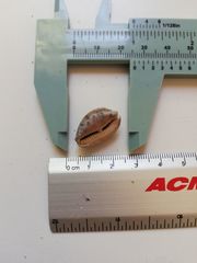 Pseudozonaria arabicula