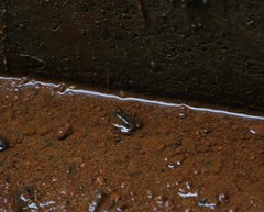 Lankanectes corrugatus