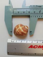 Rapaninae